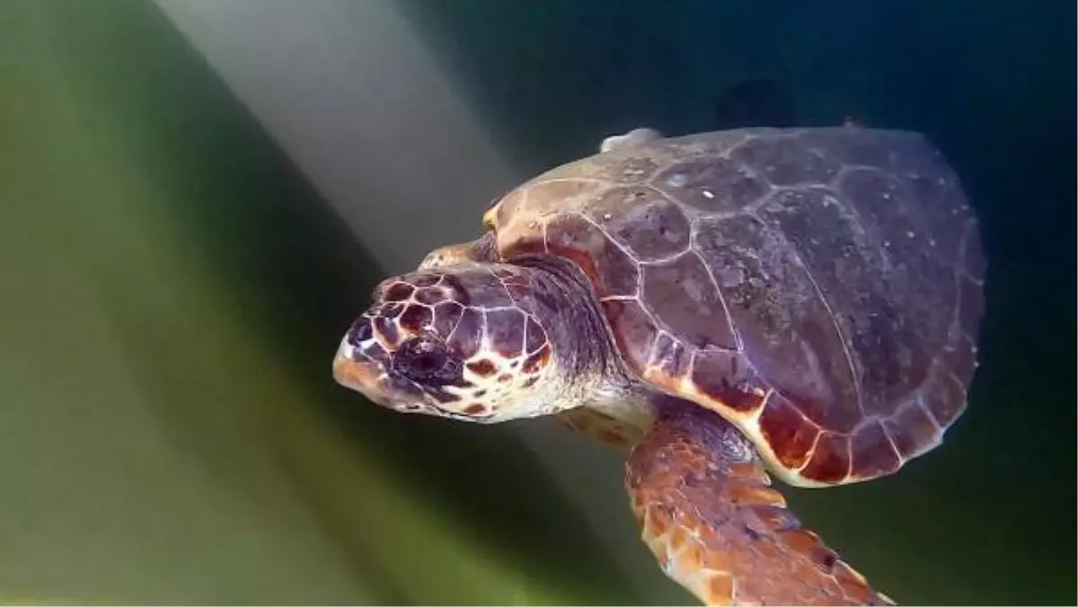 Caretta caretta misina kurbanı