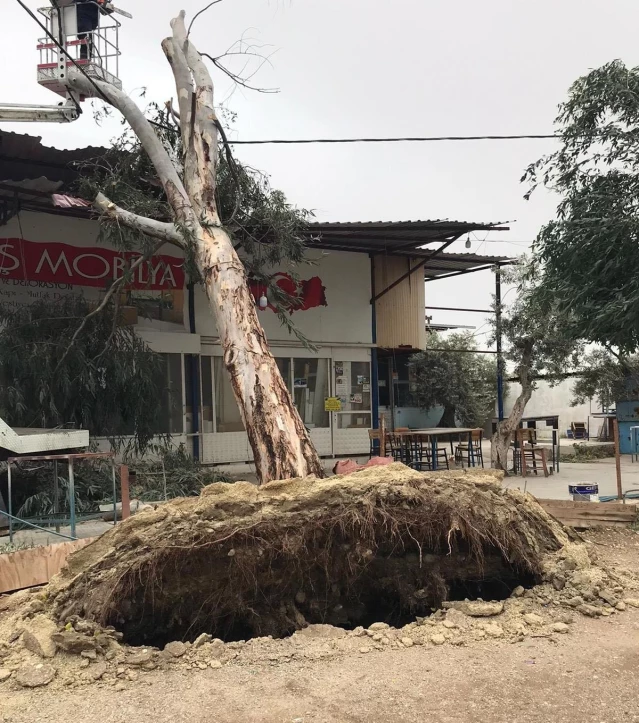 Fırtına İzmir'de ağaçları kökünden söktü, çatıları uçurdu