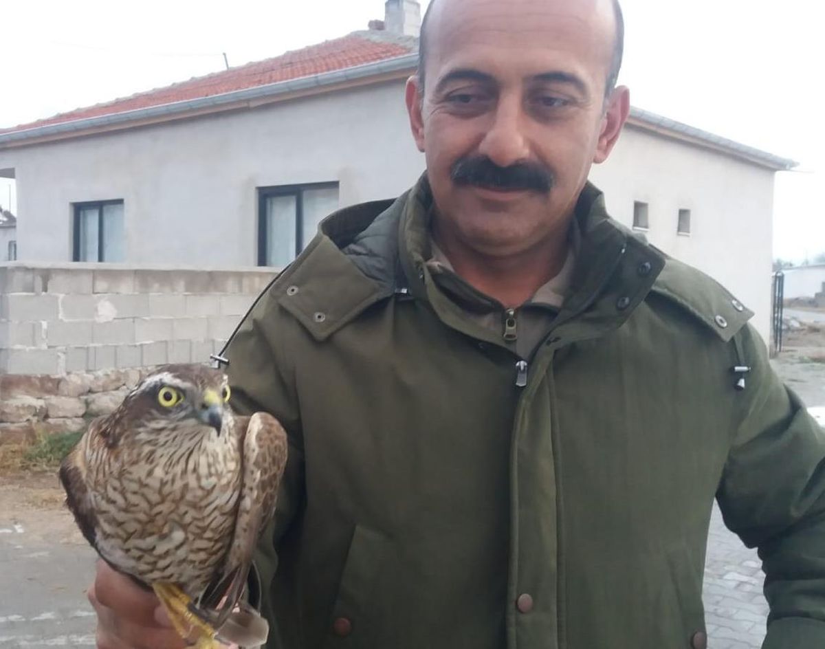 Kayseri\'de yaralı bulunan kerkenez tedavi altına alındı