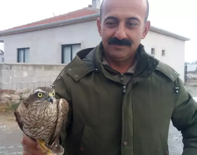 Kayseri'de yaralı bulunan kerkenez tedavi altına alındı