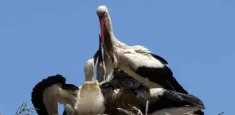 Küçük Venedik'te leylek yuvasına kentsel dönüşüm