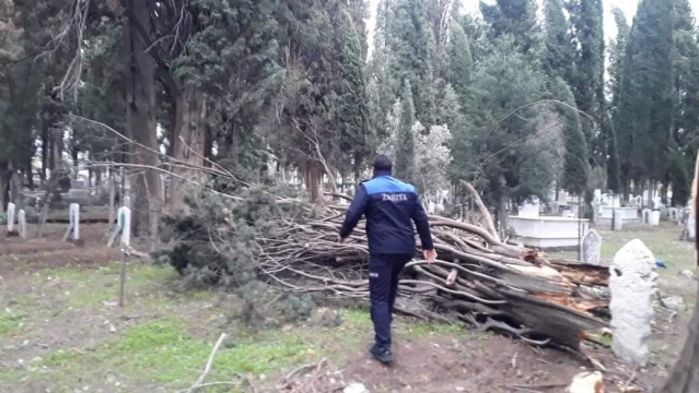 Edremit'te lodosun hızı 100 kilometreyi geçti, yüz yıllık ağaçlar devrildi