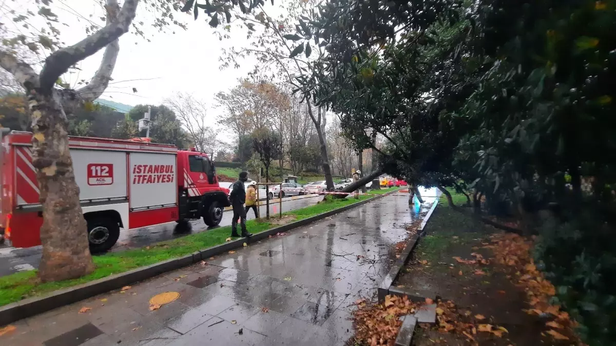 Maçka Parkı girişinde ağaç devrildi: Trafik durma noktasına geldi