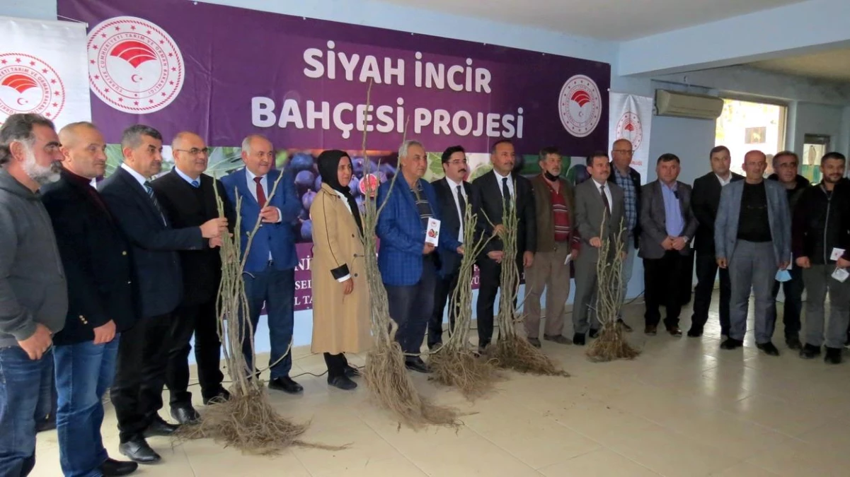 Mudanya\'da siyah incir bahçesi projesi başladı