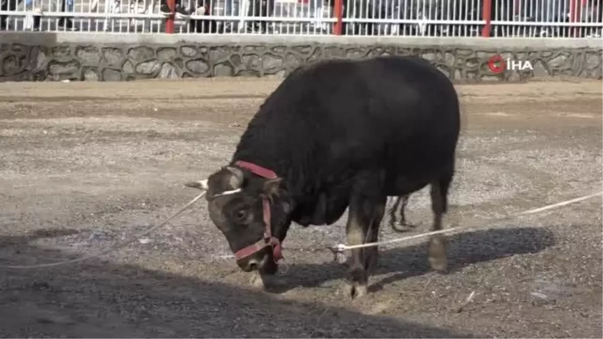 Nazilli\'de boğalar eğitime destek için güreşti