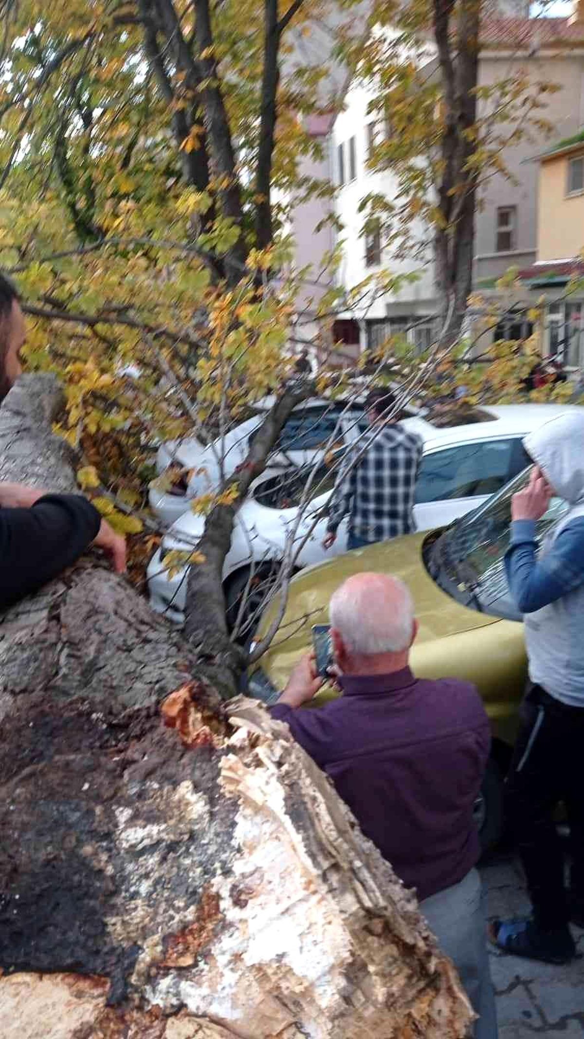 Samsun\'da ağaç park halindeki araçların üzerine devrildi