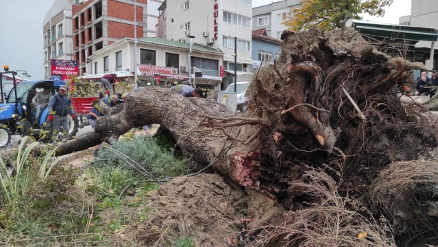 Şiddetli lodos 270 yıllık çınar ağacını devirdi