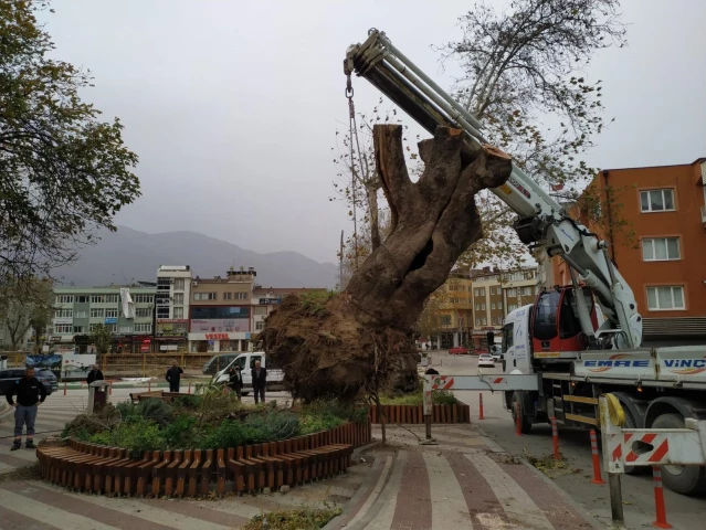 Şiddetli lodos 270 yıllık çınar ağacını devirdi
