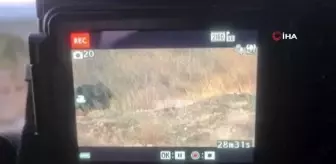 Yaban hayatı onun objektifinden kaçamıyor