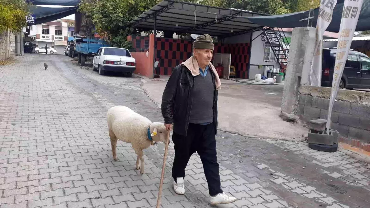 Yavruyken alıp beslediği koyun sahibinin peşini bir an olsun bırakmıyor