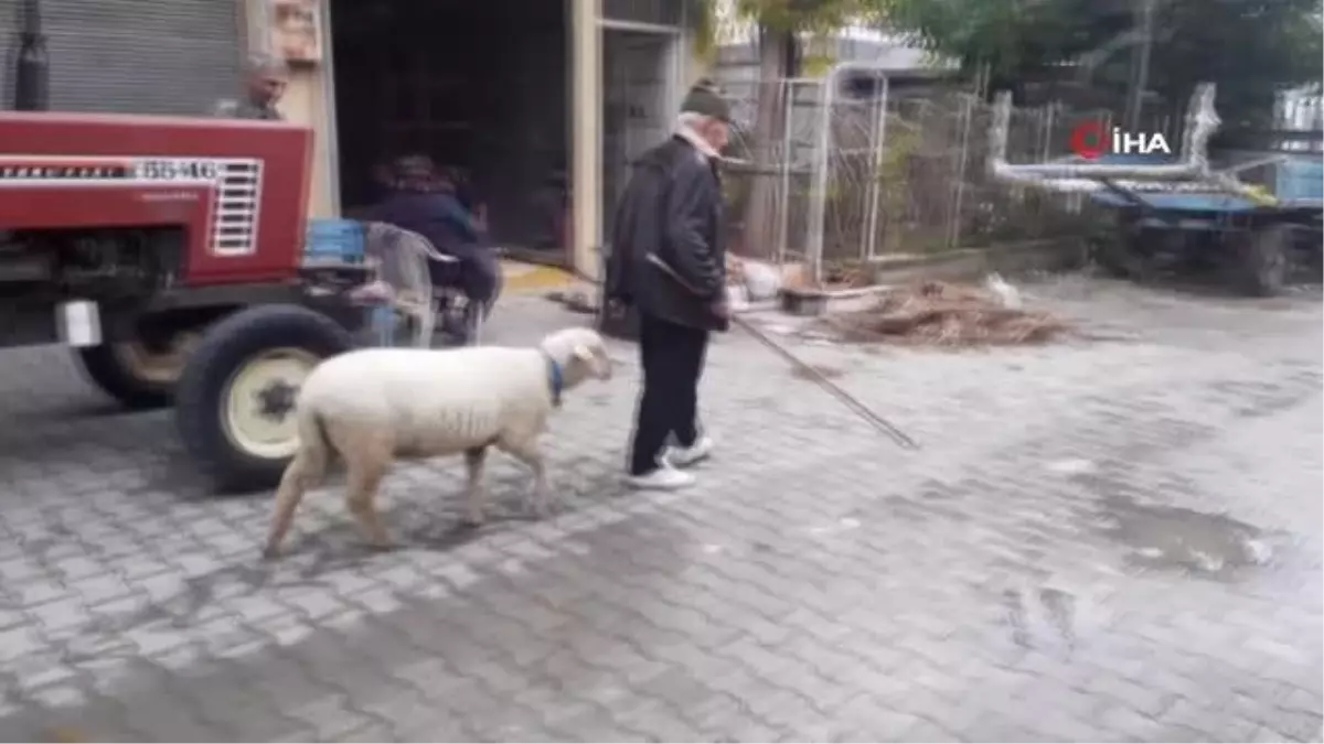 Yavruyken alıp beslediği koyun sahibinin peşini bir an olsun bırakmıyor