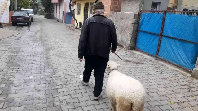 Yavruyken alıp beslediği koyun sahibinin peşini bir an olsun bırakmıyor