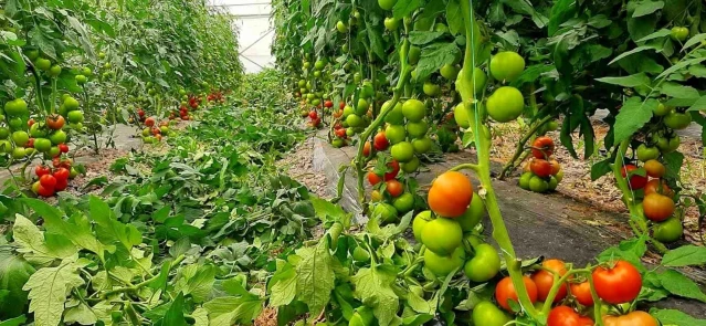 Başkan Güler'in tarım projesi kazandırıyor