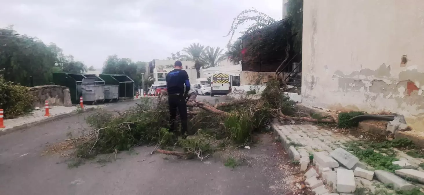 Bodrum\'da yaşanan şiddetli lodos, ilçe genelindeki ağaçları etkiledi