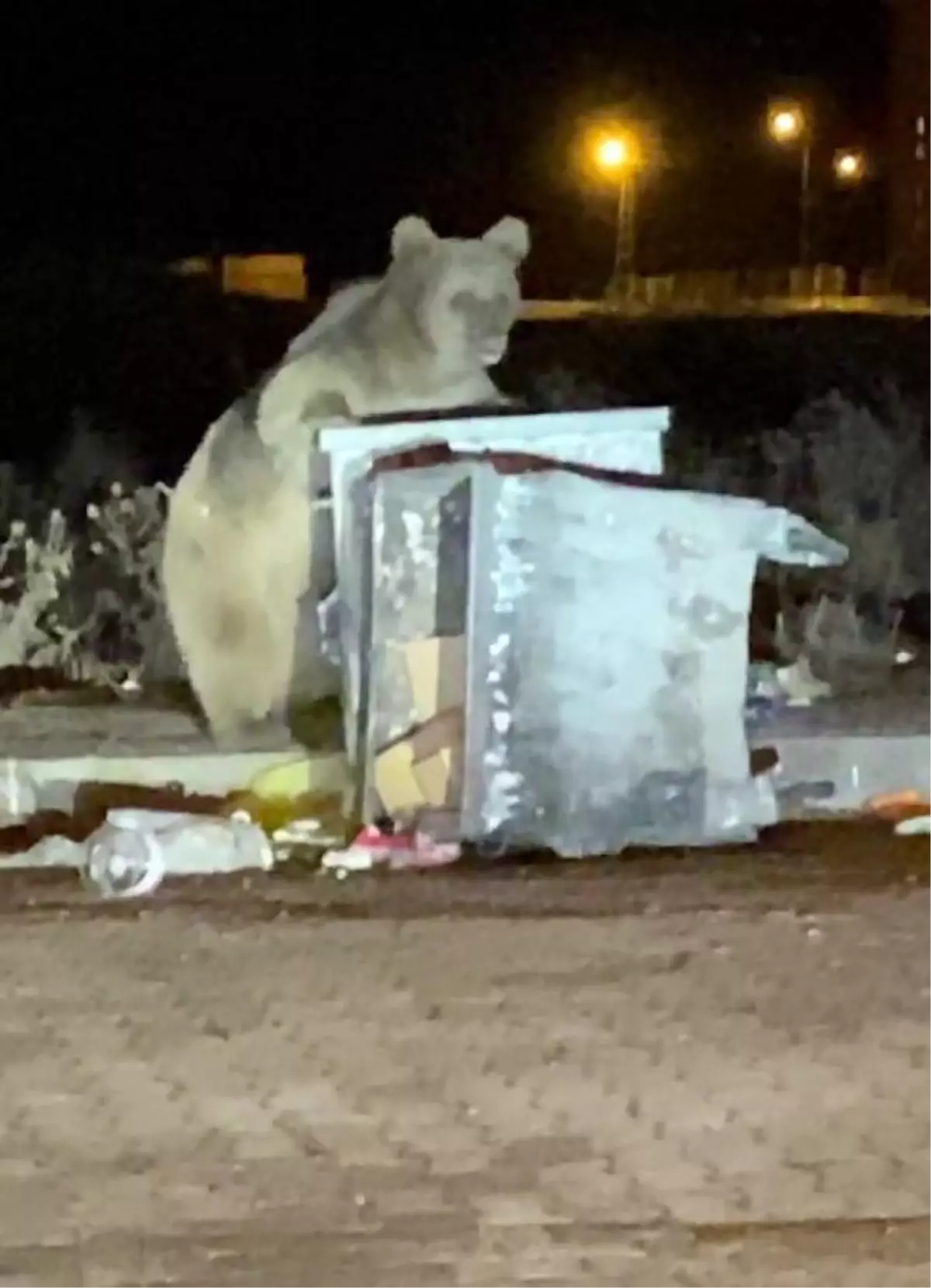 Bozayı, ilçe merkezinde yiyecek aradı