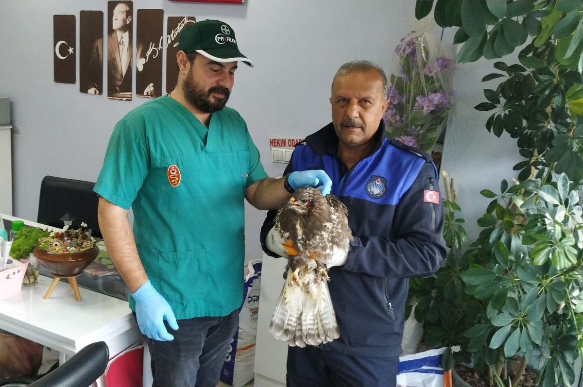 Denizli\'de belediye ekiplerinin bulduğu kızıl şahin tedavi edildi