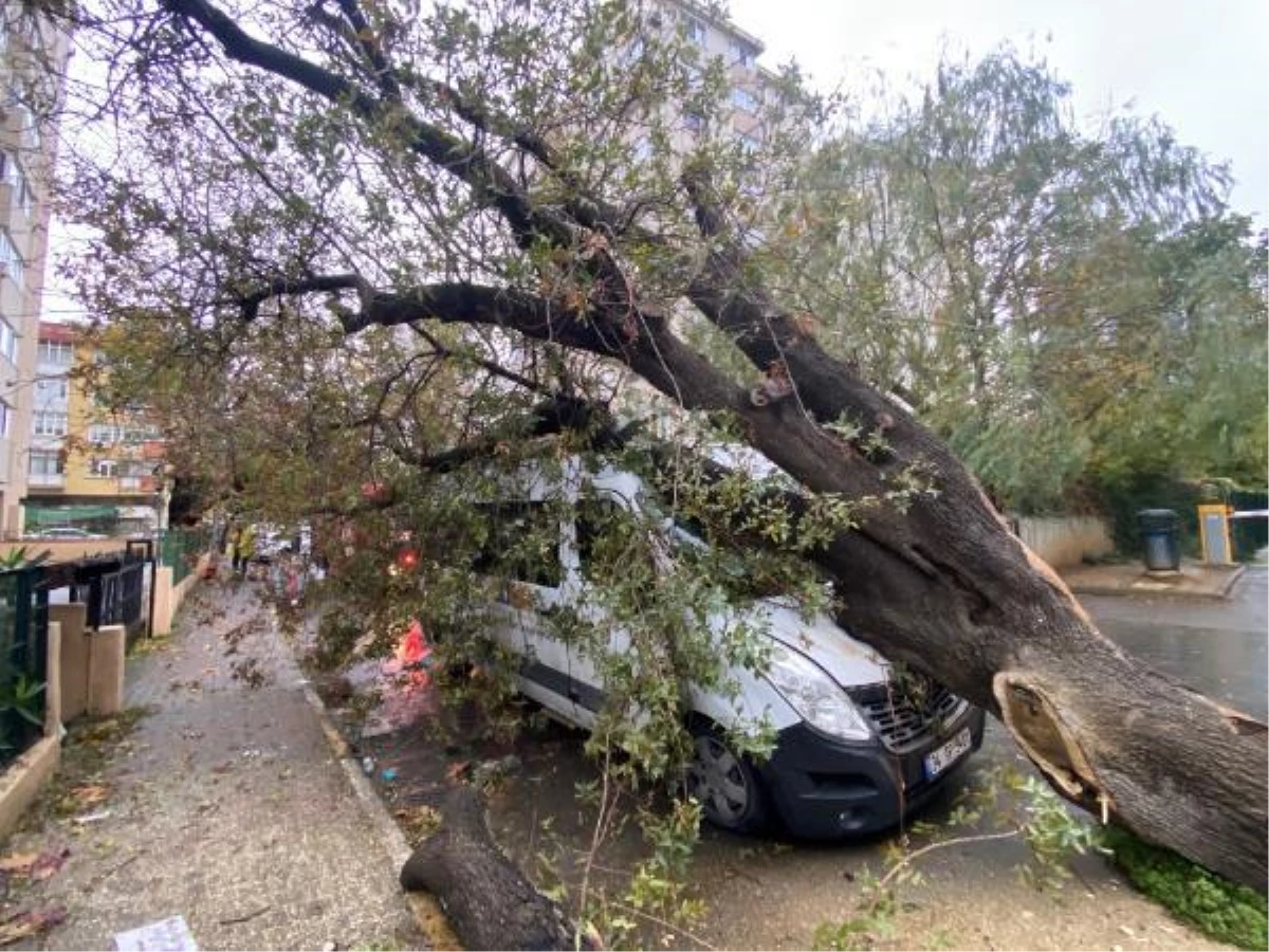 Kadıköy\'de servis aracının üzerine ağaç devrildi