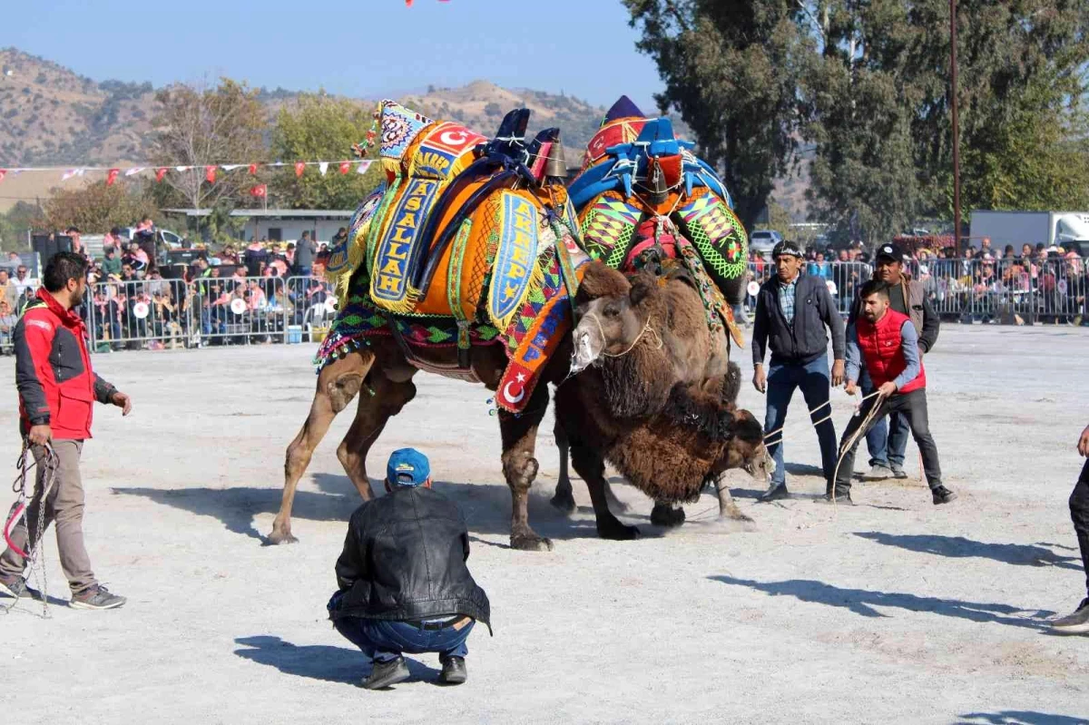 Karpuzlu Deve Güreşi\'nin tarihi belli oldu