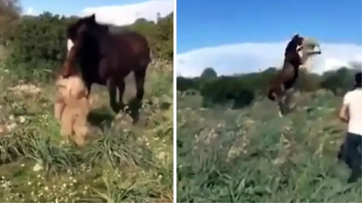 Sinirli at, ağzına alıp yerden yere vurduğu koyunu öldürdü