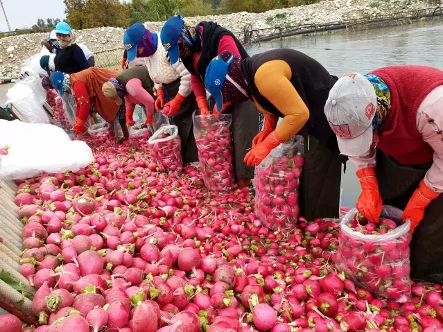 Tescilli Kadirli turpundan 160 bin ton rekolte bekleniyor