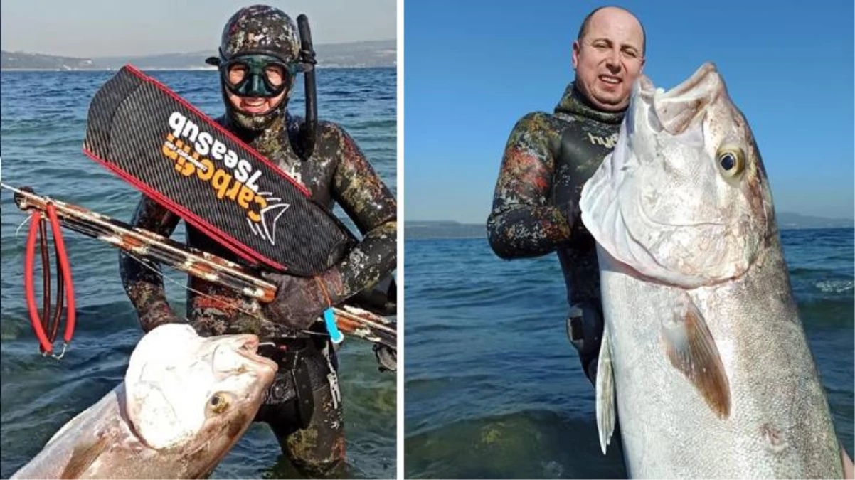 Hobi amaçlı dalış yaptı, zıpkınla 55 kiloluk akya balığı avladı!