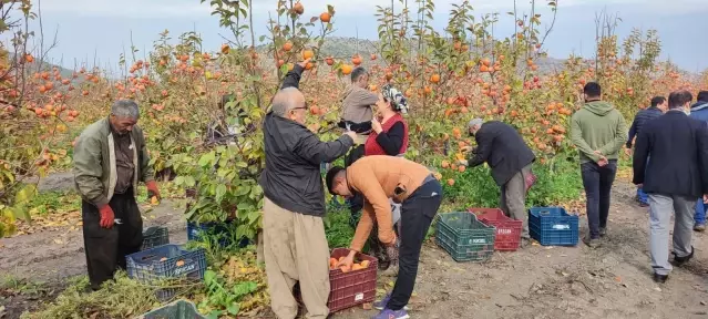 Kozan hurması için coğrafi işaret belgesi çalışmaları