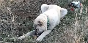 Sivas'ta şekerli meyvelere bağımlılığı olan köpek dikkat çekiyor