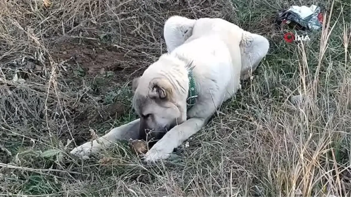 Sivas\'ta şekerli meyvelere bağımlılığı olan köpek dikkat çekiyor