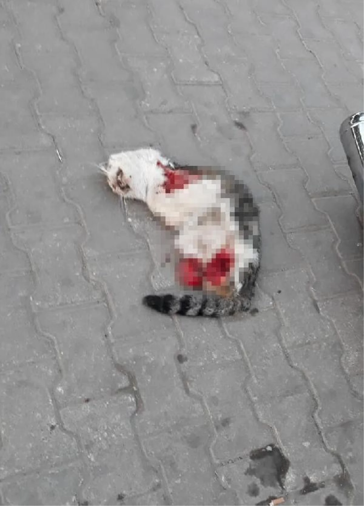 Son dakika haber! Turgutlu\'daki kedi ölümlerinin şüphelisi adli kontrol şartıyla serbest bırakıldı