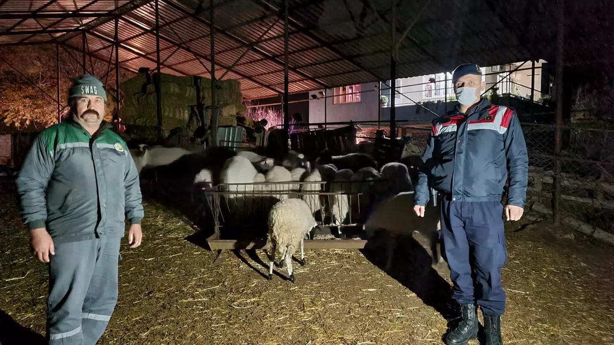 Antalya\'da kaybolan 18 küçükbaş hayvan jandarma ekiplerince bulundu