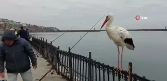 Bedestene sığınan leyleğin hayat hikayesini bacağındaki gümüş halka ortaya çıkardı