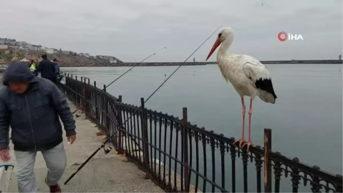 Bedestene sığınan leyleğin hayat hikayesini bacağındaki gümüş halka ortaya çıkardı