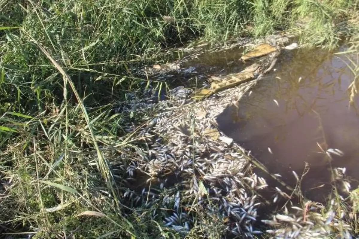 BÜYÜK MENDERES NEHRİ\'NDE ATIK NEDENİYLE BİNLERCE BALIK ÖLDÜ