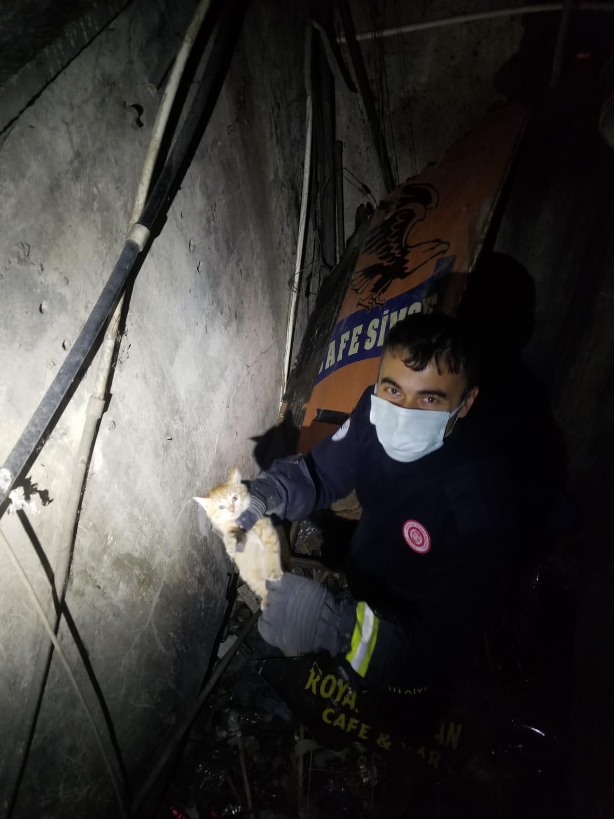 Hatay\'da bina boşluğunda bulunan 5 kedi yavrusu kurtarıldı