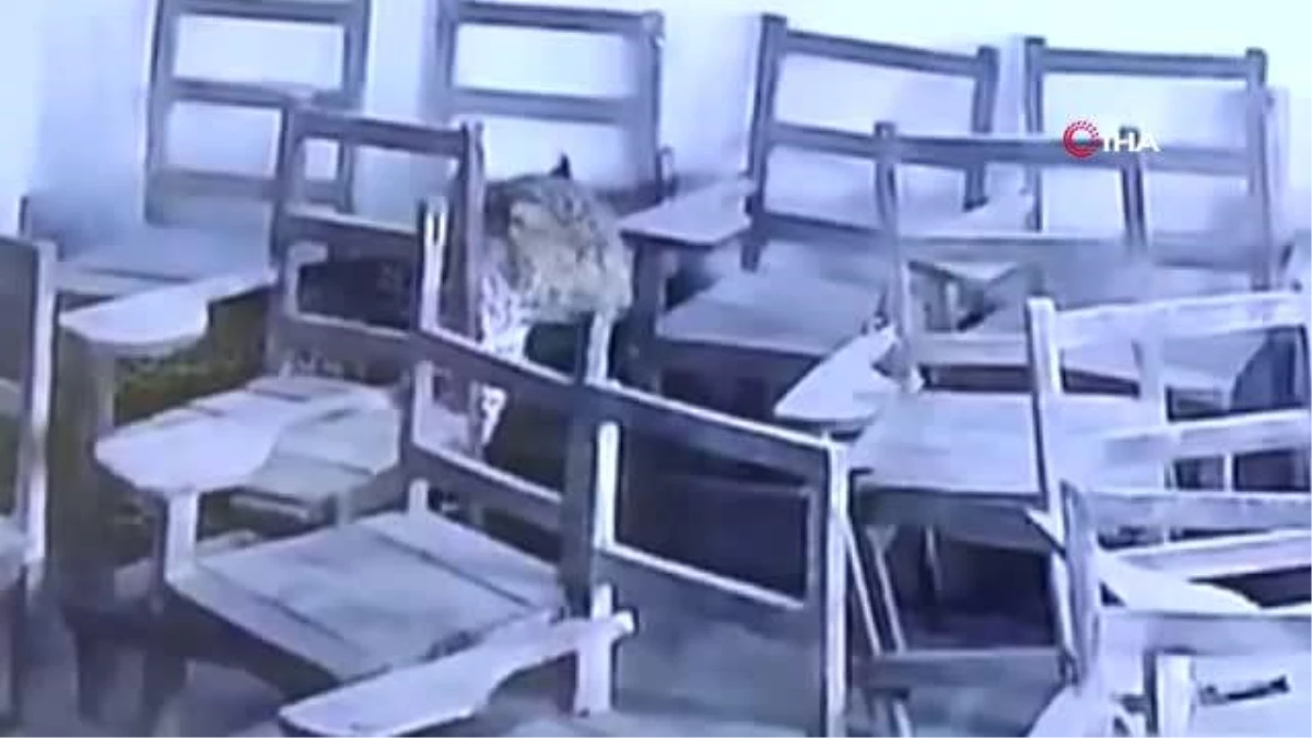 Hindistan\'da sınıfa giren leopar 1 öğrenciyi yaraladı