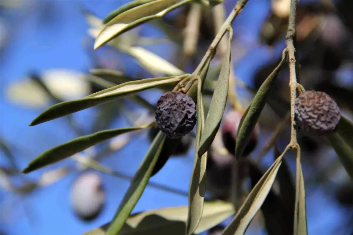 \'Hurma zeytin\'in hasadı başladı