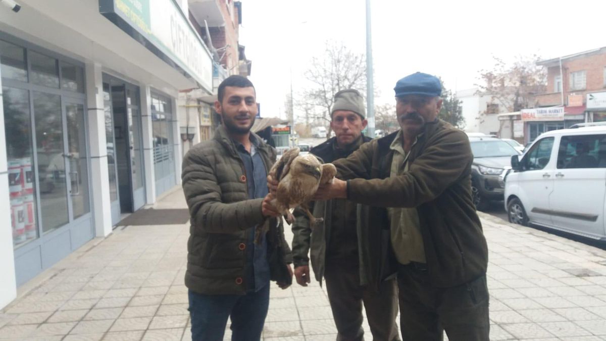 Kayseri\'de yaralı bulunan 2 kızıl şahin tedavi altına alındı