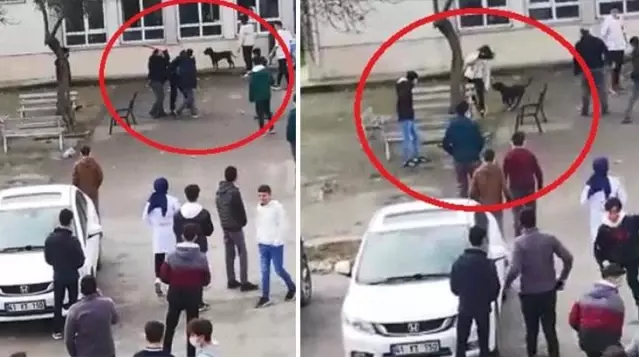 Lise bahçesine dalan pitbull dehşet saçtı, 5 öğrenci yaralı Lise bahçesine dalan pitbull dehşet saçtı, 5 öğrenci yaralı