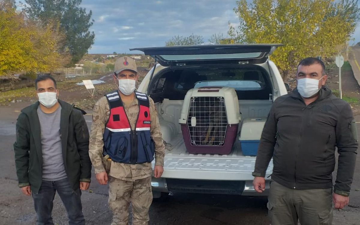 Şanlıurfa\'da yaralı bulunan kurt yavrusu tedavi altına alındı