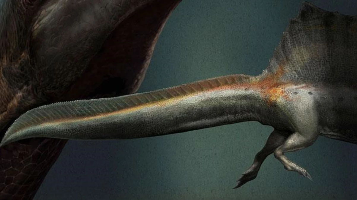 Adı "katil kuyruk"! 74 milyon yıl önce yaşayan dinozoru Şilili bilim adamları ortaya çıkardı!