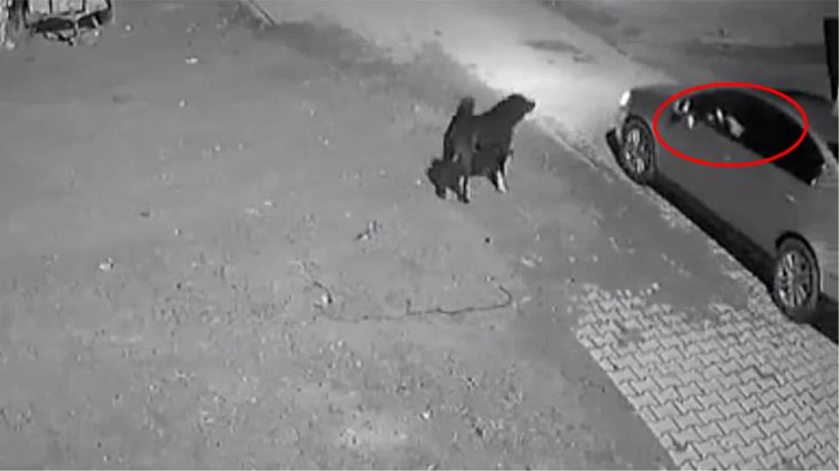 Otomobilini takip eden köpeği ateş ederek öldürdü!