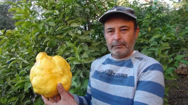 2 kiloluk dev limonu görenler şaşırıp kalıyor! Bin liradan satışa çıktı