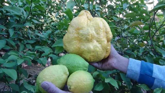 2 kiloluk dev limon bin liradan satışa çıktı