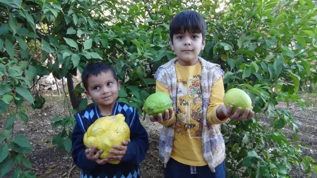 2 kiloluk dev limonu görenler şaşırıp kalıyor! Bin liradan satışa çıktı