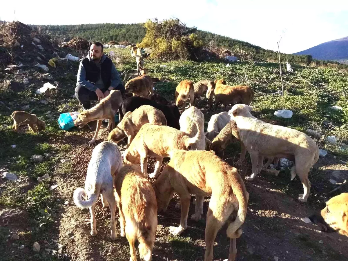 Türkiye\'nin en iyi kuaförü sokak hayvanlarına can oluyor