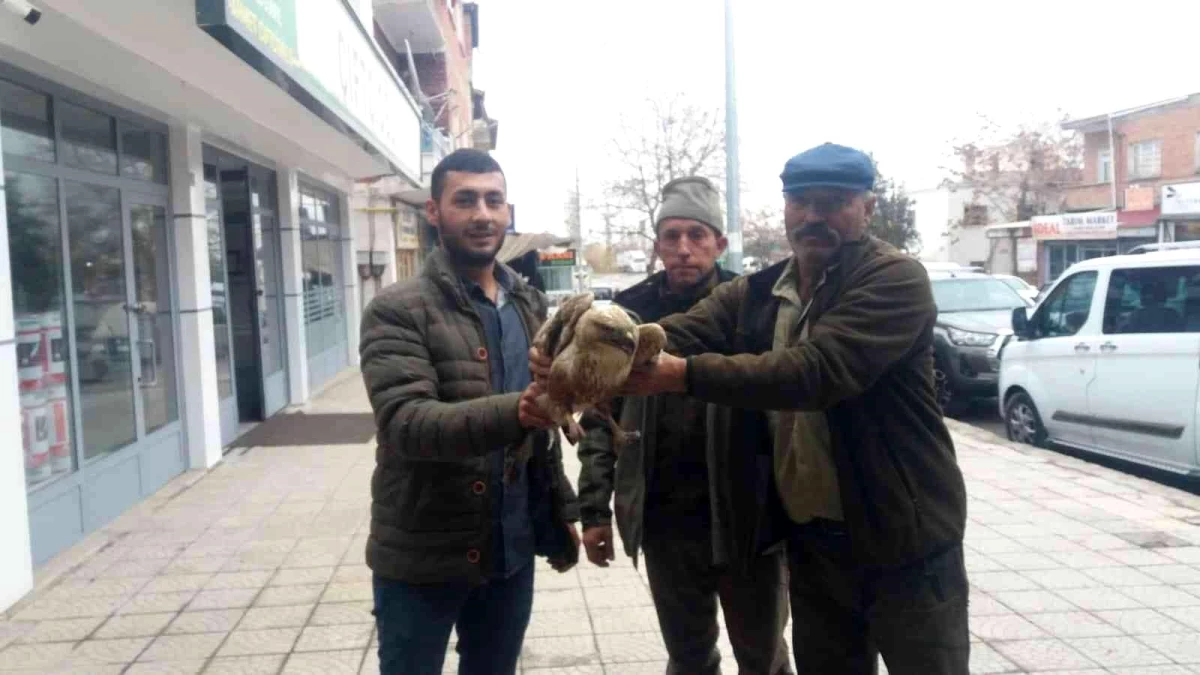 Yaralı kızıl şahinler tedavi altına alındı