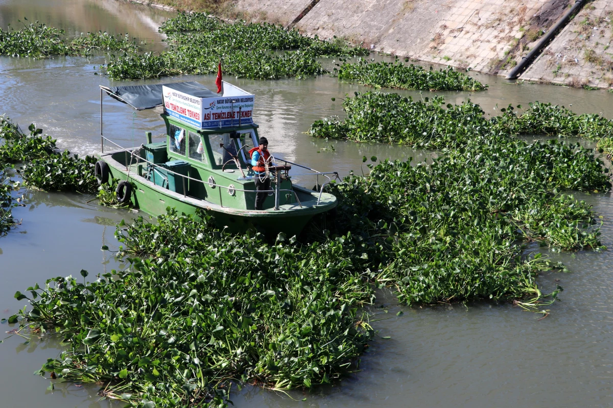 Asi Nehri\'ni "işgal" eden 1000 ton su sümbülü temizlendi