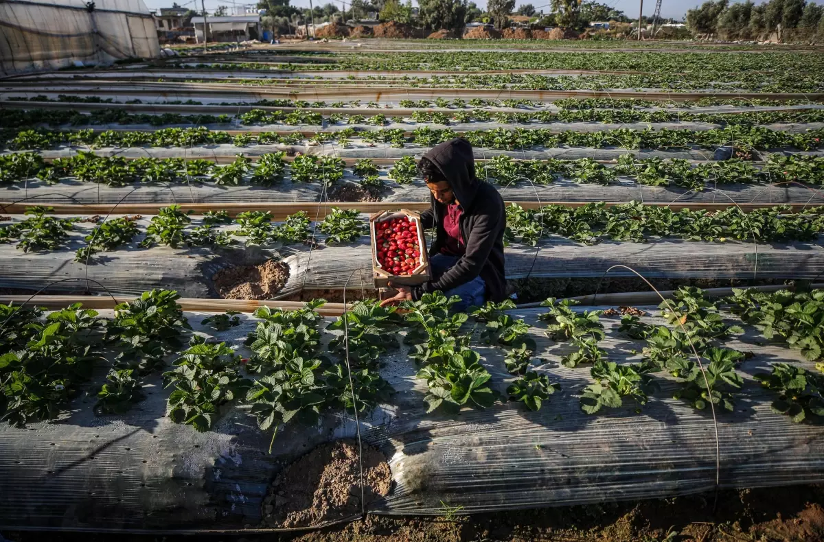 Gazze\'de kırmızı altın olarak nitelenen "çilek" hasadı başladı