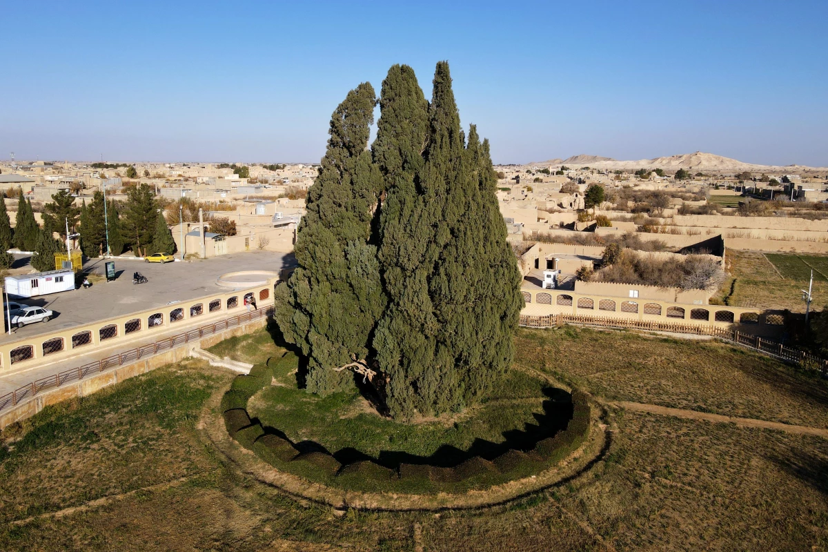 İran\'ın en yaşlı ağacı Dünya Mirası Listesi\'ne girmeyi bekliyor