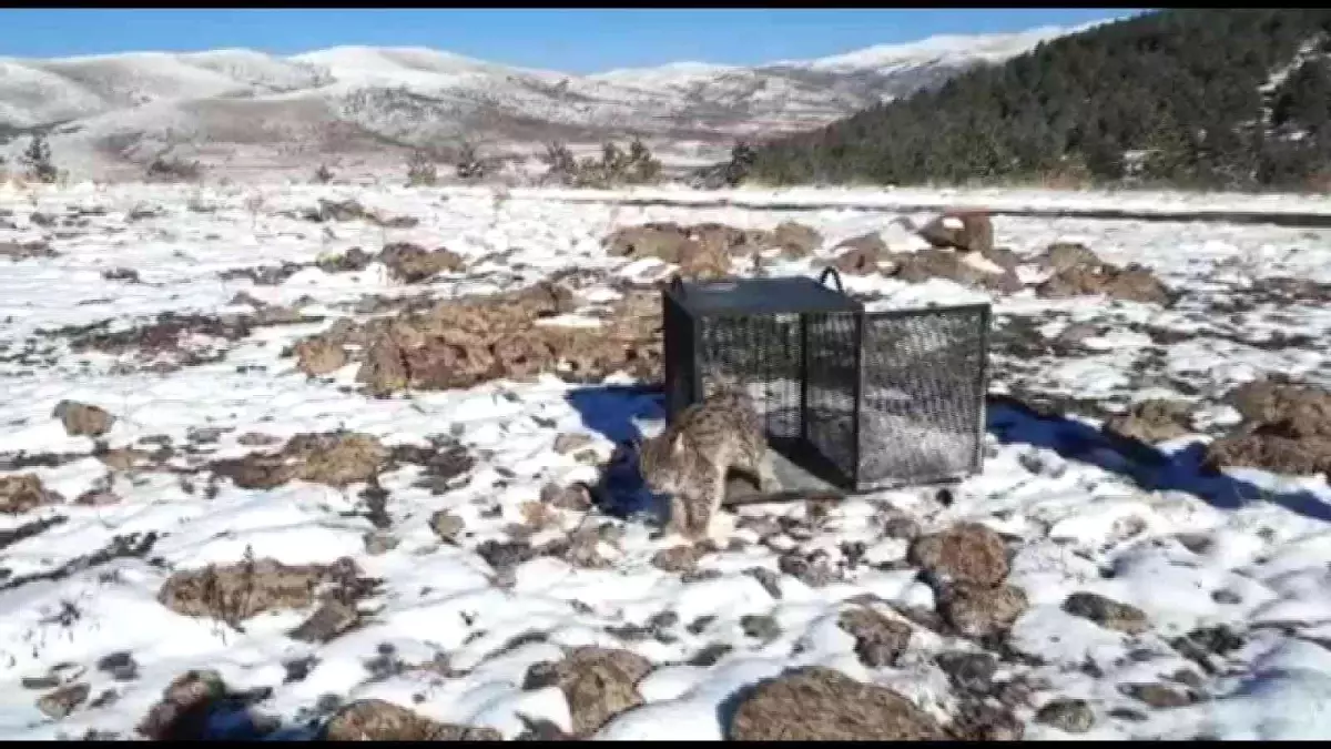 Kümese giren vaşak doğaya bırakıldı